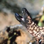 o-monstro-de-gila,-lagarto-de-digestao-lenta-que-foi-essencial-na-criacao-do-ozempic