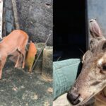 veado-mateiro-e-resgatado-de-cativeiro-na-grande-fortaleza