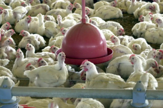 por-que-paises-suspenderam-compra-de-frango-do-brasil,-se-nao-ha-risco-para-consumo?