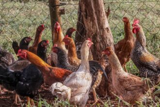 brasil-erradica-surto-de-gripe-aviaria-em-granja-do-rio-grande-do-sul