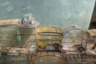 homem-e-detido-e-oito-aves-silvestres-sao-resgatadas-pela-pmce-em-juazeiro-do-norte