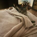 frio-aumenta-doencas-respiratorias-em-pets;-veja-como-proteger-os-bichinhos