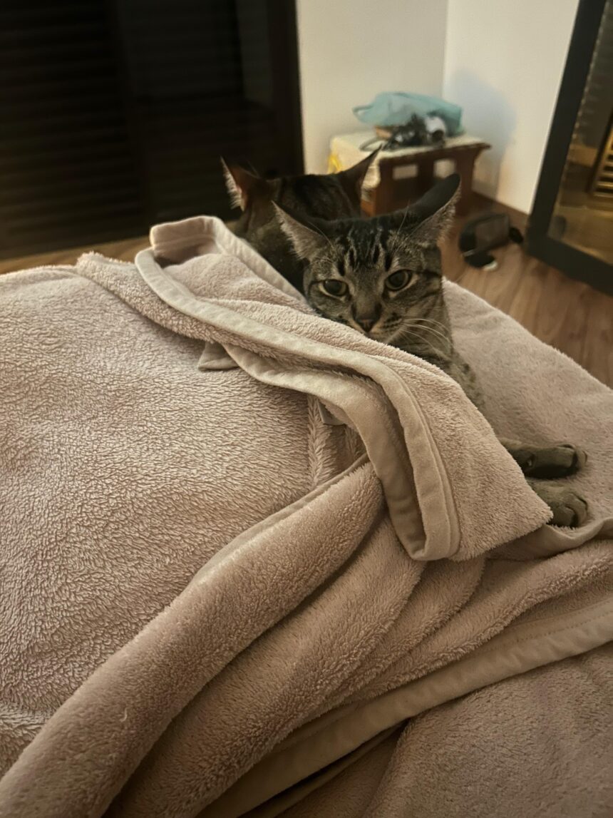 frio-aumenta-doencas-respiratorias-em-pets;-veja-como-proteger-os-bichinhos