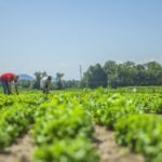 so-um-pais-e-autossuficiente-para-dieta-saudavel,-diz-estudo