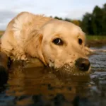 como-pets-melhoram-nossa-imunidade