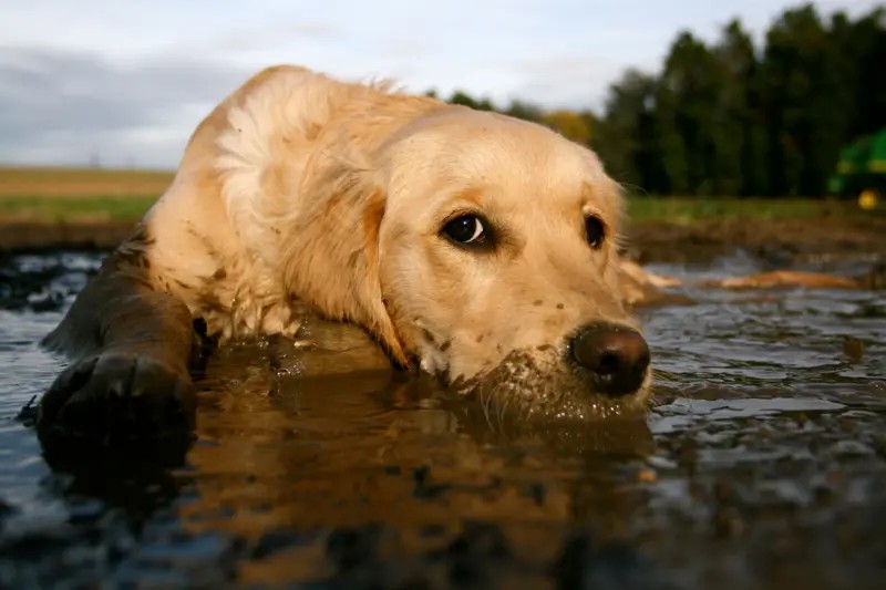 como-pets-melhoram-nossa-imunidade