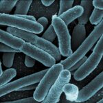 bacteria-modificada-e-capaz-de-transformar-plastico-pet-em-paracetamol,-diz-estudo