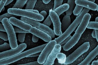 bacteria-modificada-e-capaz-de-transformar-plastico-pet-em-paracetamol,-diz-estudo