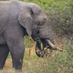 elefanta-mata-turistas-do-reino-unido-e-da-nova-zelandia-durante-safari-em-parque-africano