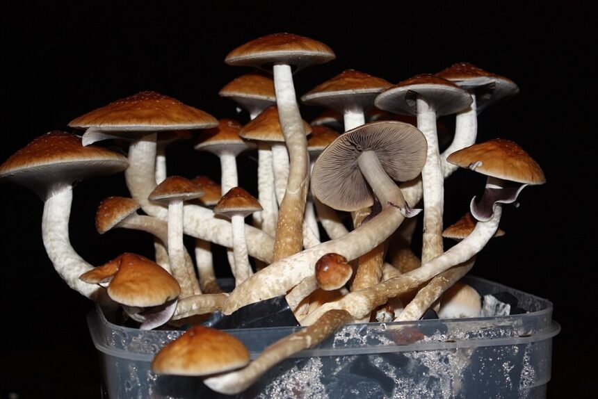 nova-zelandia-aprova-uso-medicinal-de-‘cogumelos-magicos’